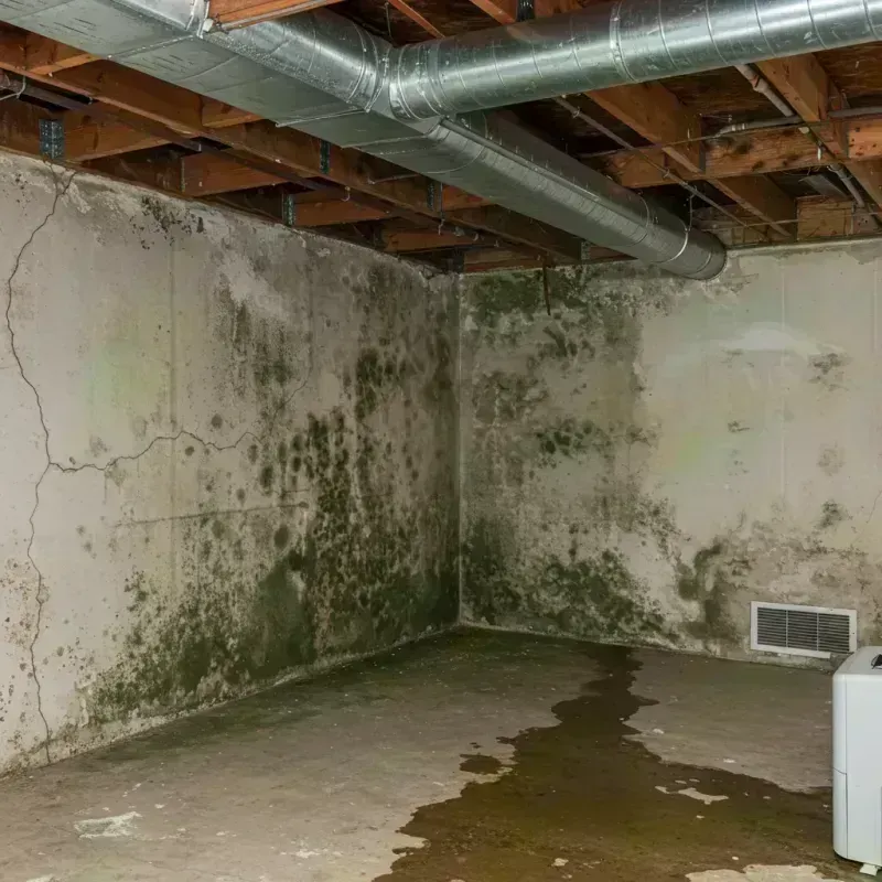 Professional Mold Removal in Junction, UT